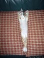 /album/fotogaleria/a36035-125596210809991-100000788394975-134130-1530064-n-jpg/